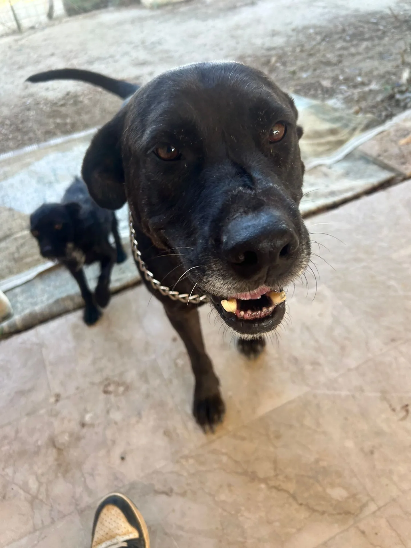 Scugnizza ed Ercole, cane Terrier in adozione a Padova - foto 3