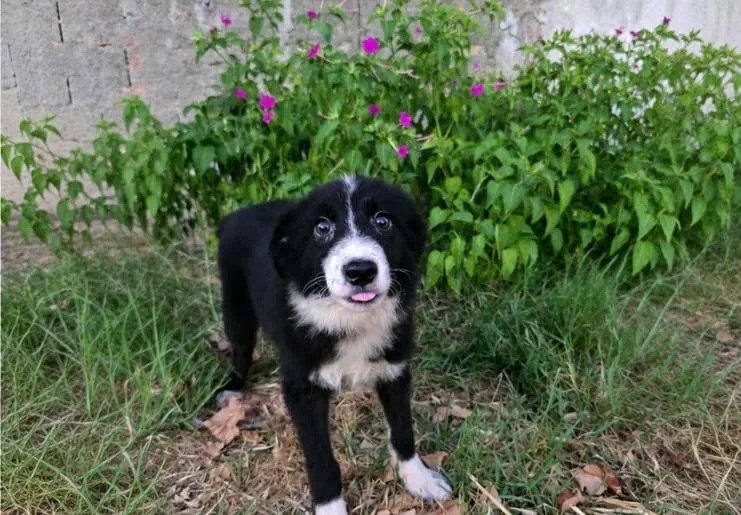Drusilla, cane Meticcio in adozione a Crotone - foto 4