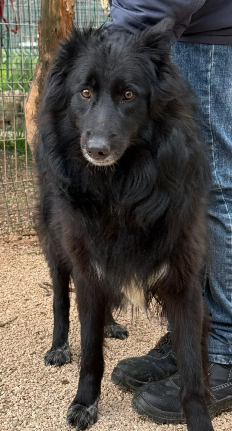 Diana, cane Meticcio simil pastore belga in adozione a Taranto - foto 4