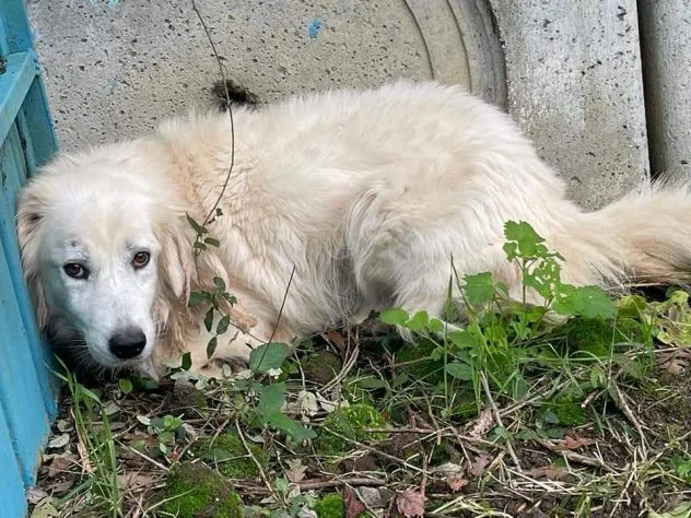 Cris, cane meticcio in adozione a Frosinone
