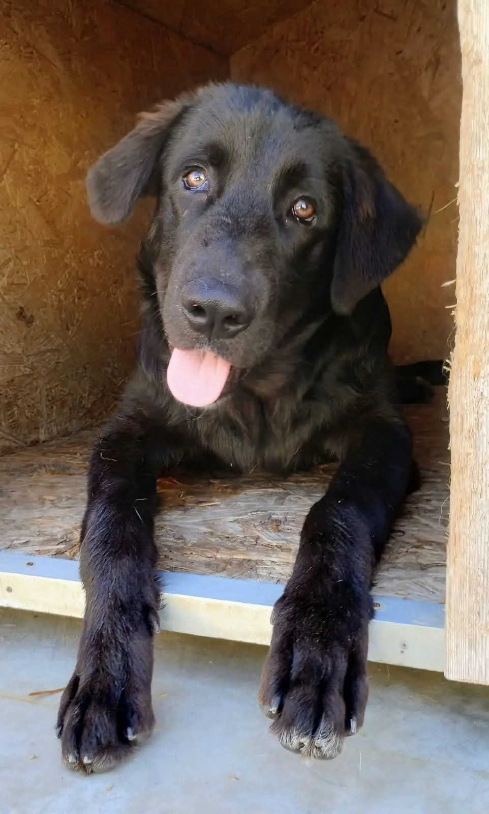 KURT, cane Meticcio in adozione a Taranto - foto 3
