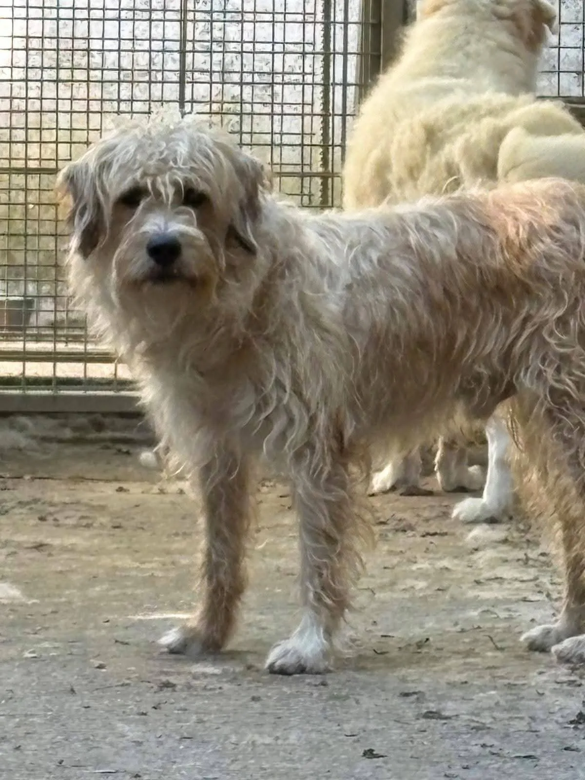 Balto, cane Incrocio spinoncino in adozione a Treviso - foto 3