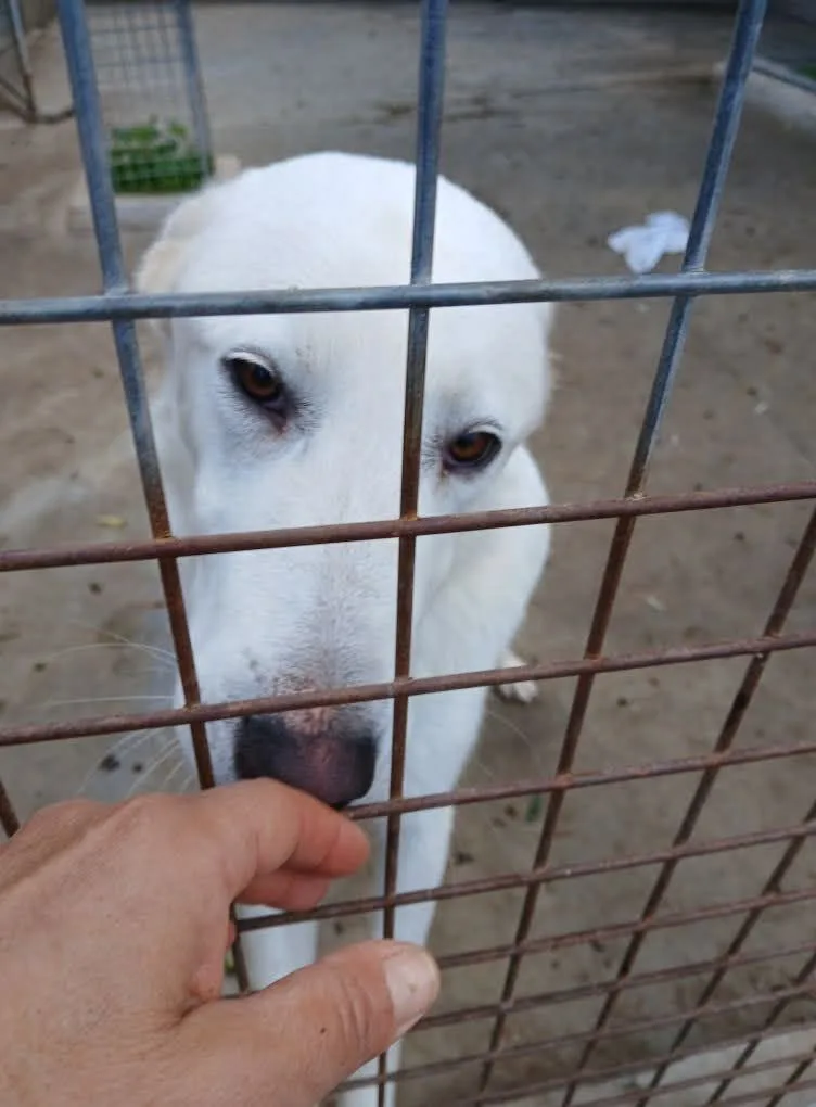 Blanco, cane Simil labrador in adozione a Bari - foto 5
