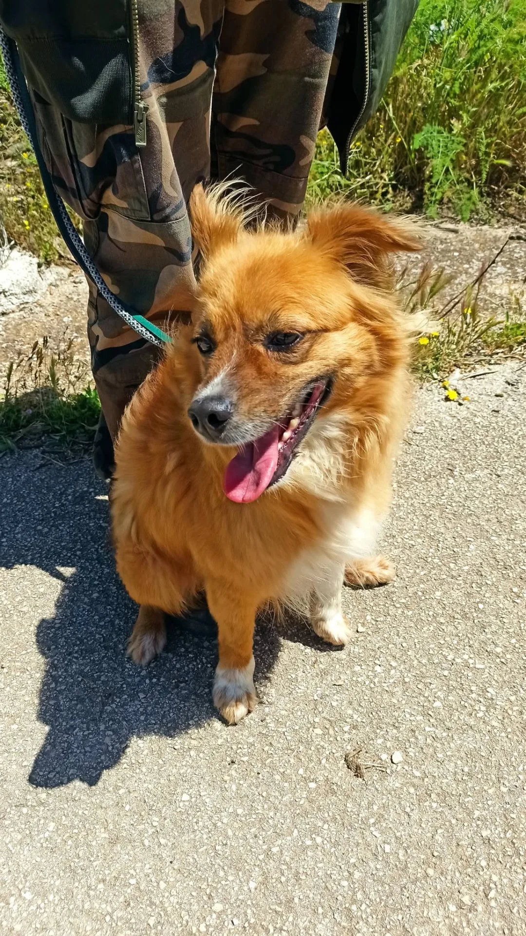 Thor, cane Volpino in adozione a Bari - foto 2