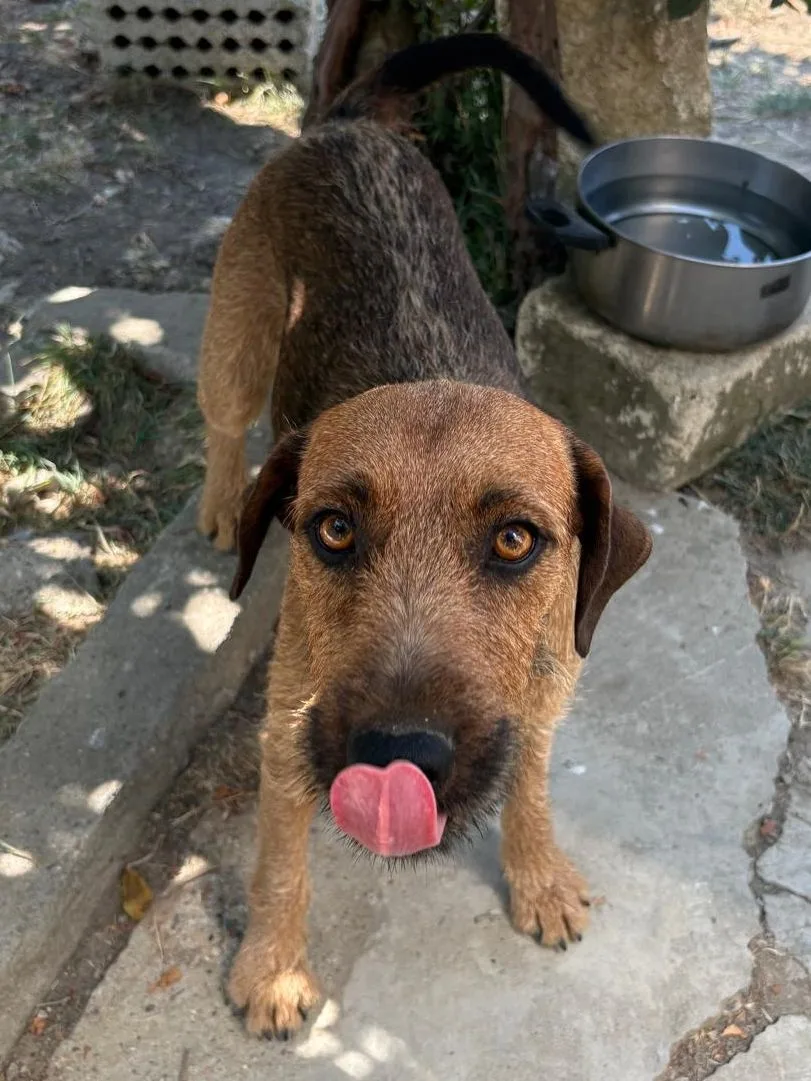 Oliver, cane Meticcio incrocio spinoncino in adozione a Padova - foto 5