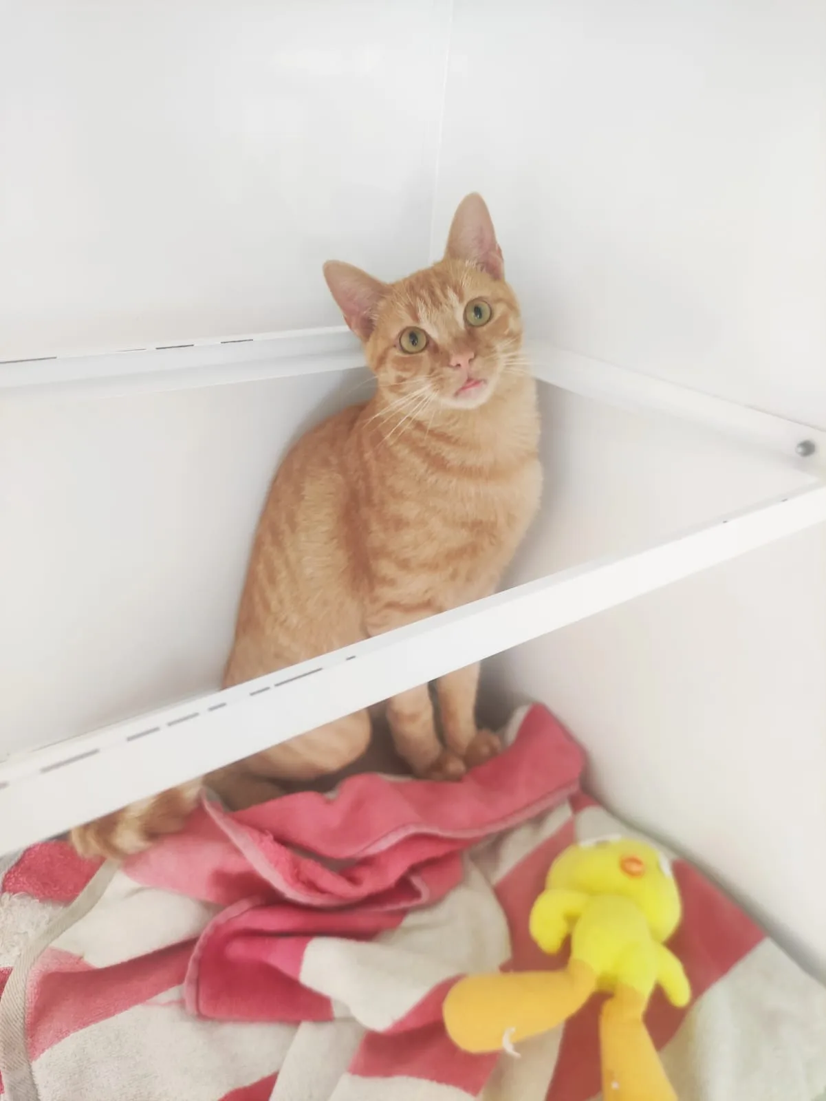 Agosto, gatto EUROPEO in adozione a Bari - foto 1