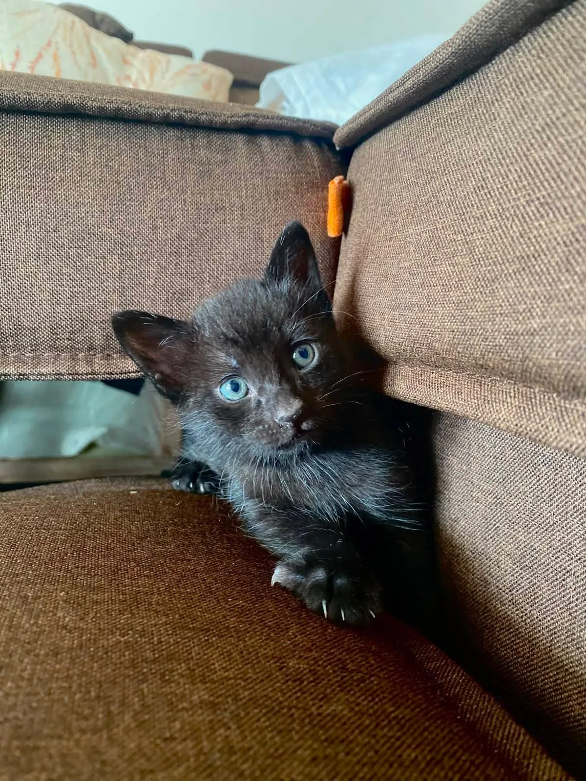 I tre moschettieri, gatto Europeo in adozione a Vibo Valentia - foto 1