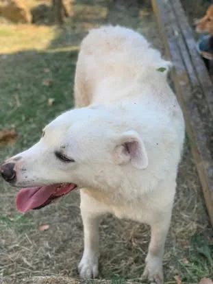 Gustavo, cane meticcio in adozione a Latina - foto 4