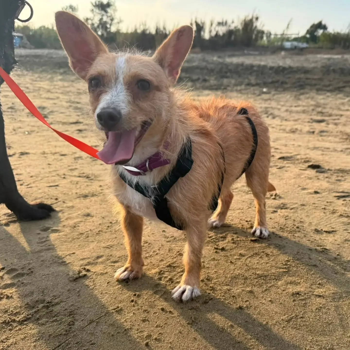 Agata, cane meticcio in adozione a Latina - foto 4