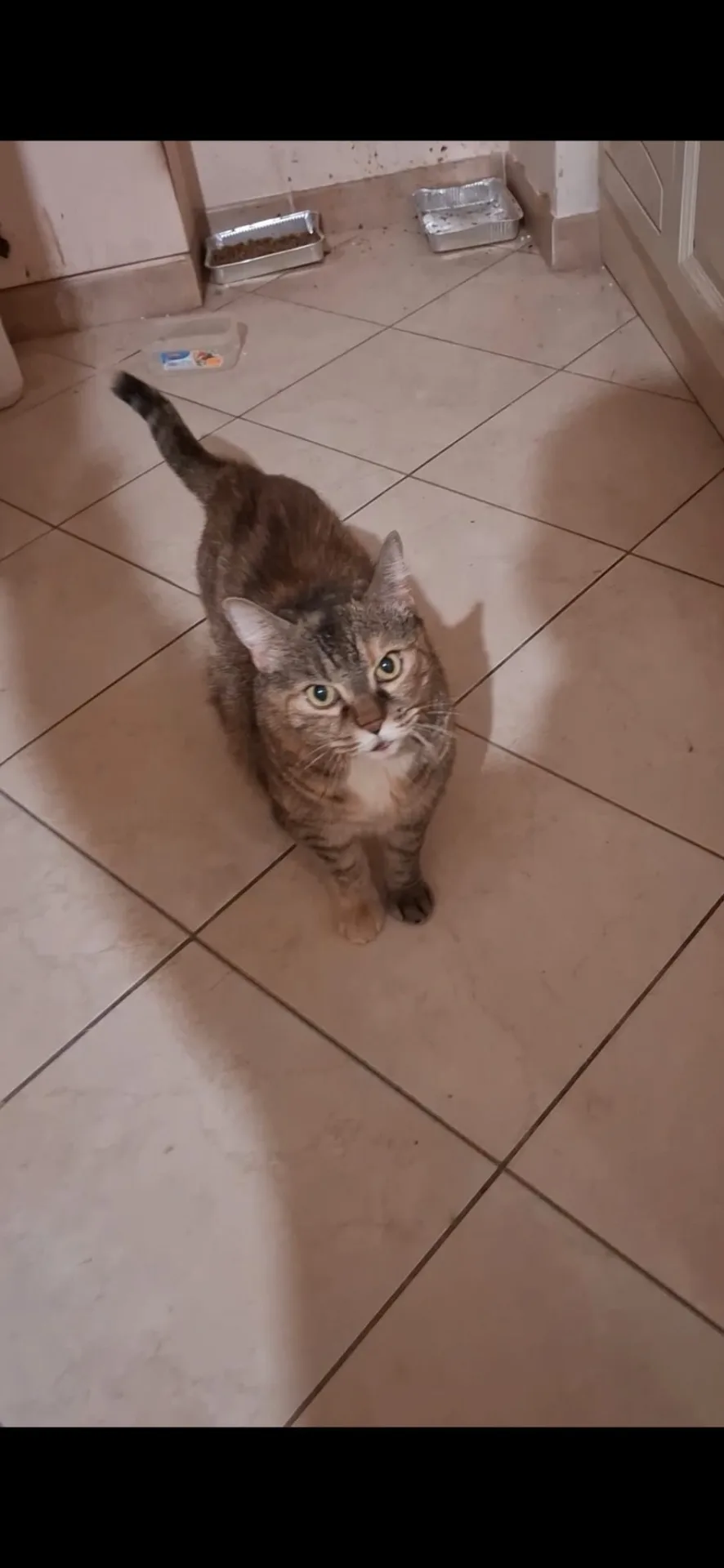 Chicca, gatto Europeo in adozione a Roma - foto 1