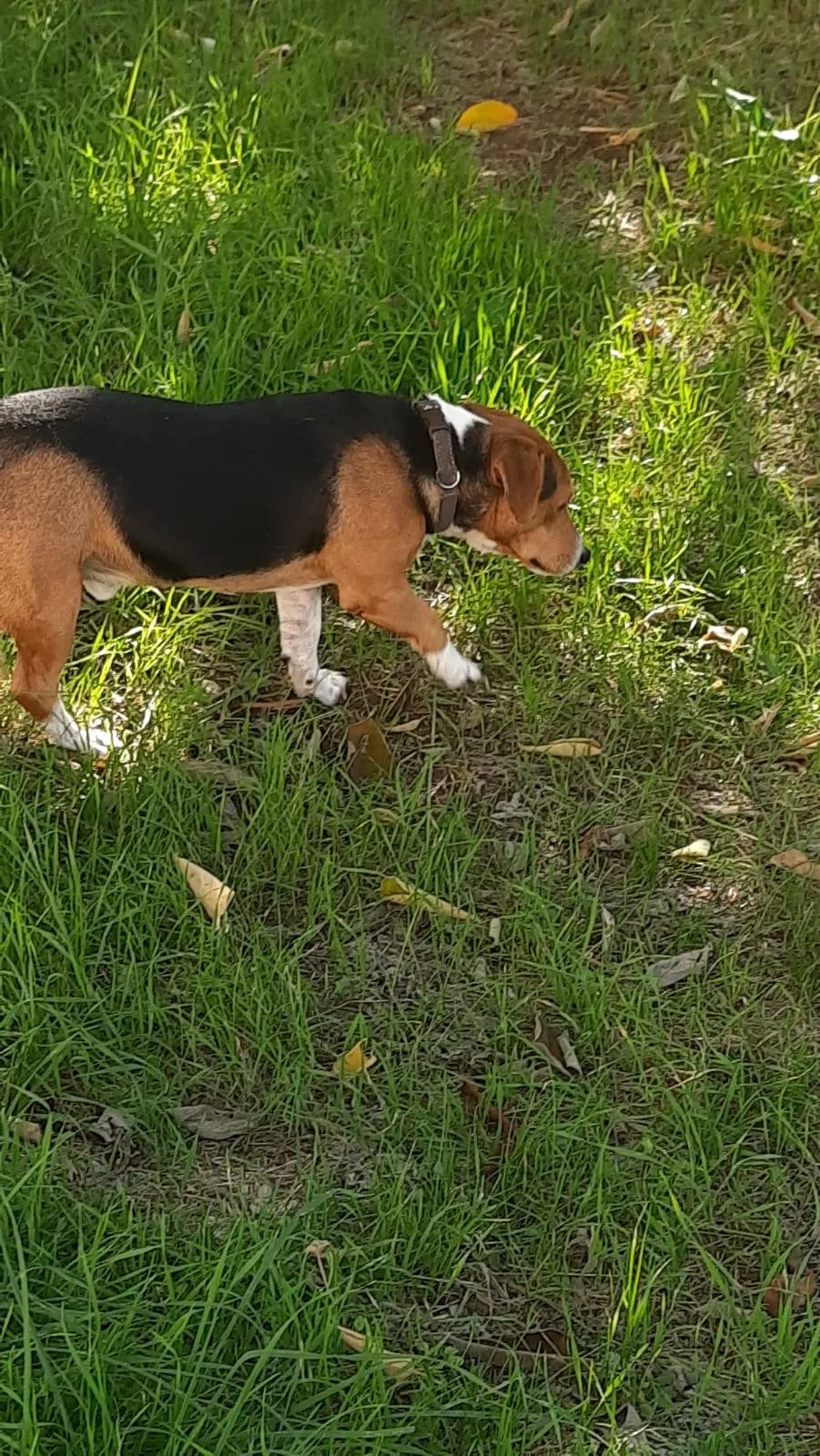 Bruno, cane meticcio in adozione a Latina - foto 3