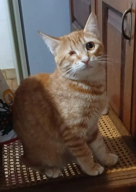 Milva, gatto in adozione a Latina - foto 4