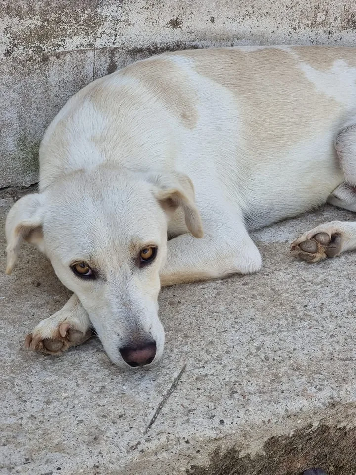 Blanco, cane in adozione a Latina