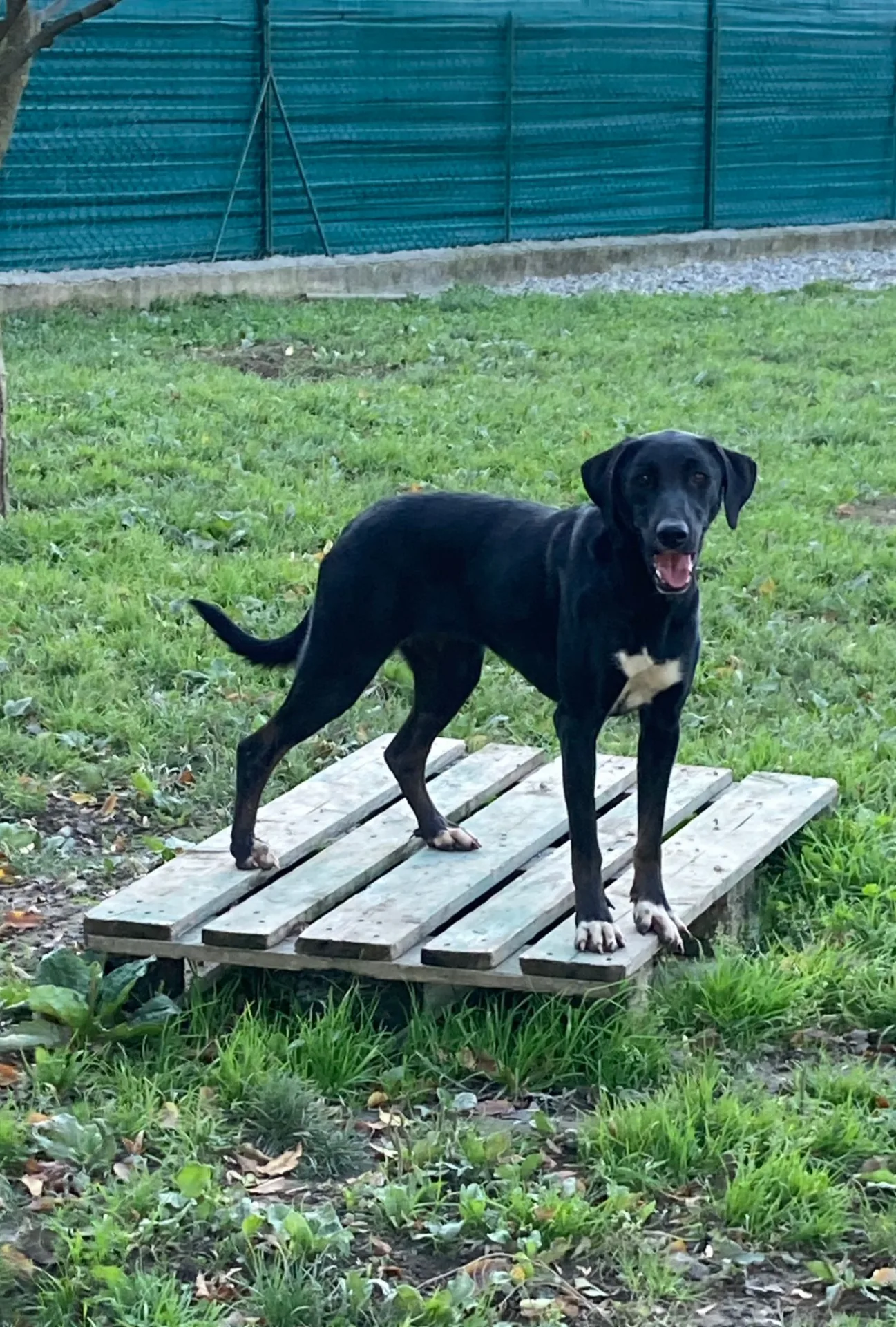 Sofhia, cane Meticcio in adozione a Lecco - foto 4
