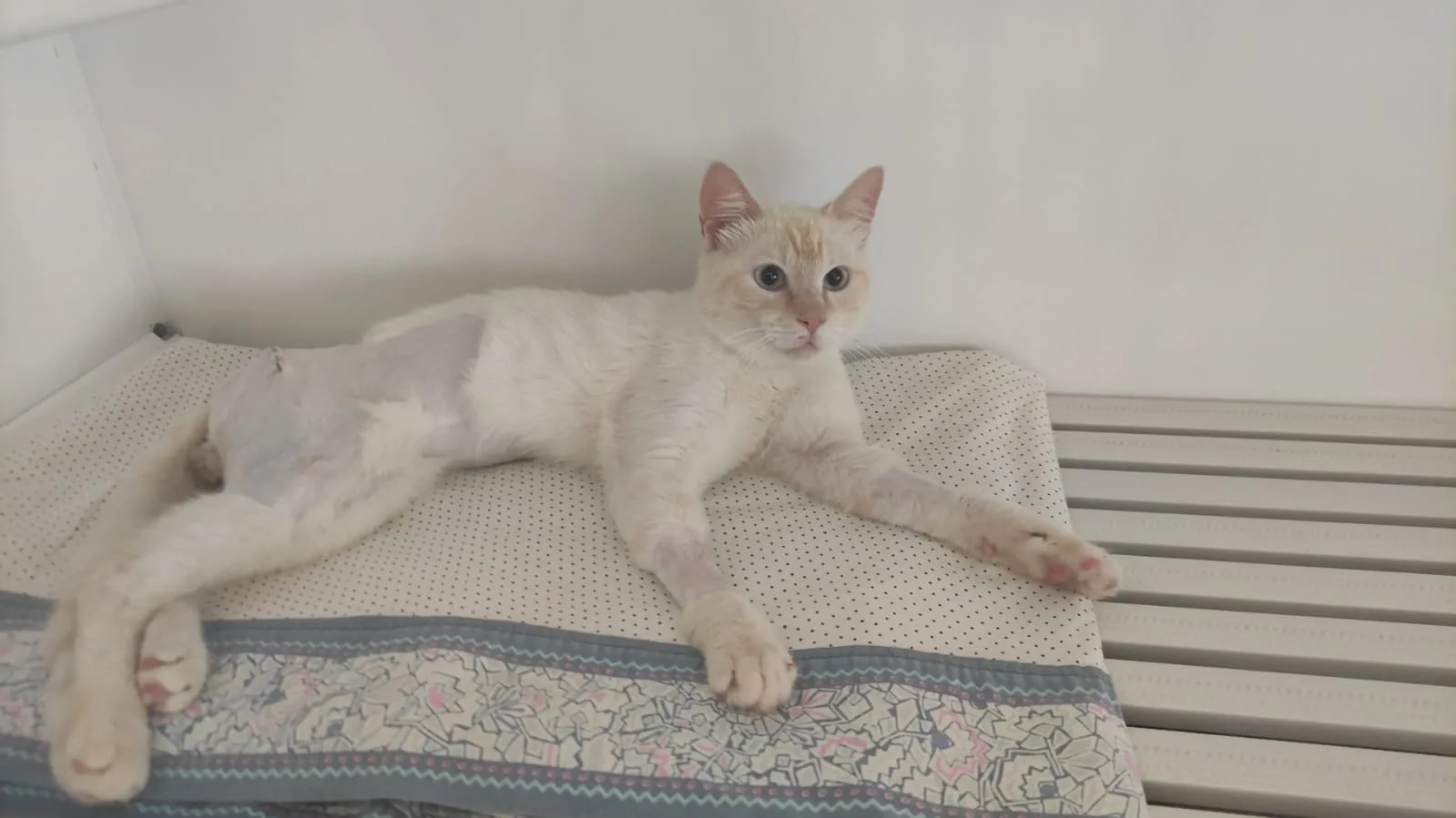 ETTORE, gatto EUROPEO in adozione a Bari - foto 4