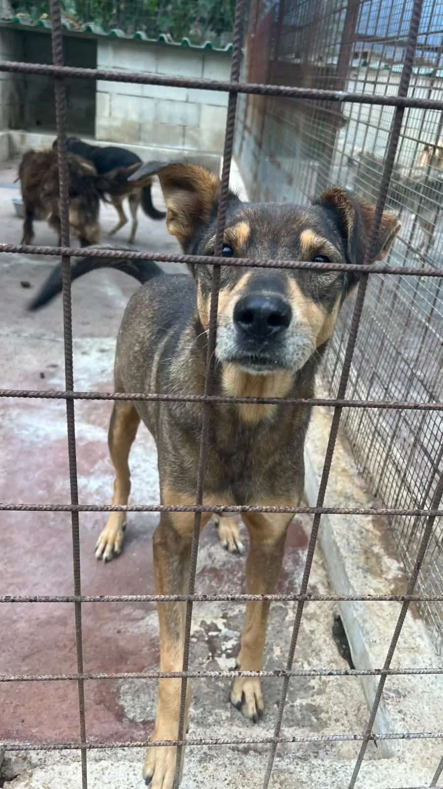 Mascherina, cane Meticcio in adozione a Siracusa - foto 1