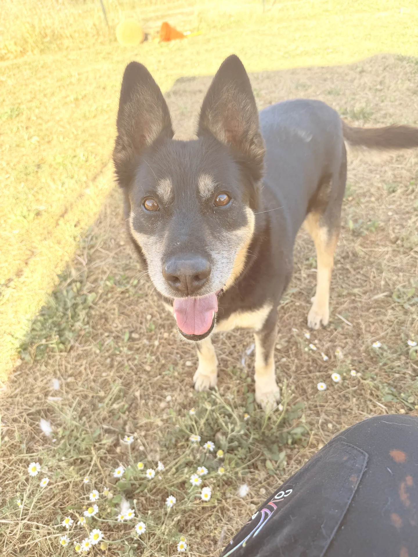 Tappina, cane Meticcio in adozione a Bari - foto 4
