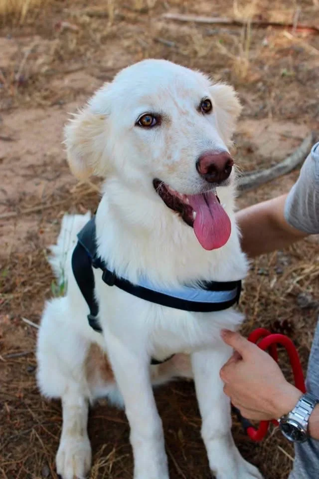Eros, cane Meticcio in adozione a Crotone - foto 3