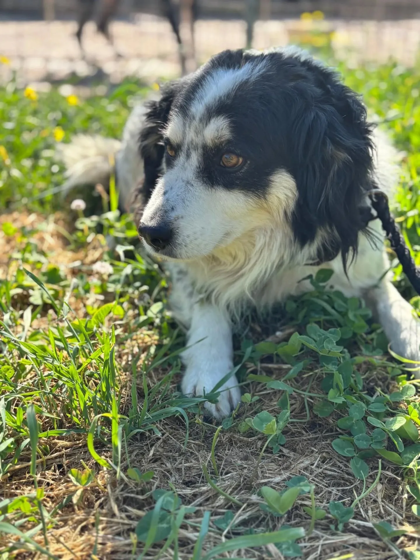 Balto, cane in adozione a Latina - foto 2