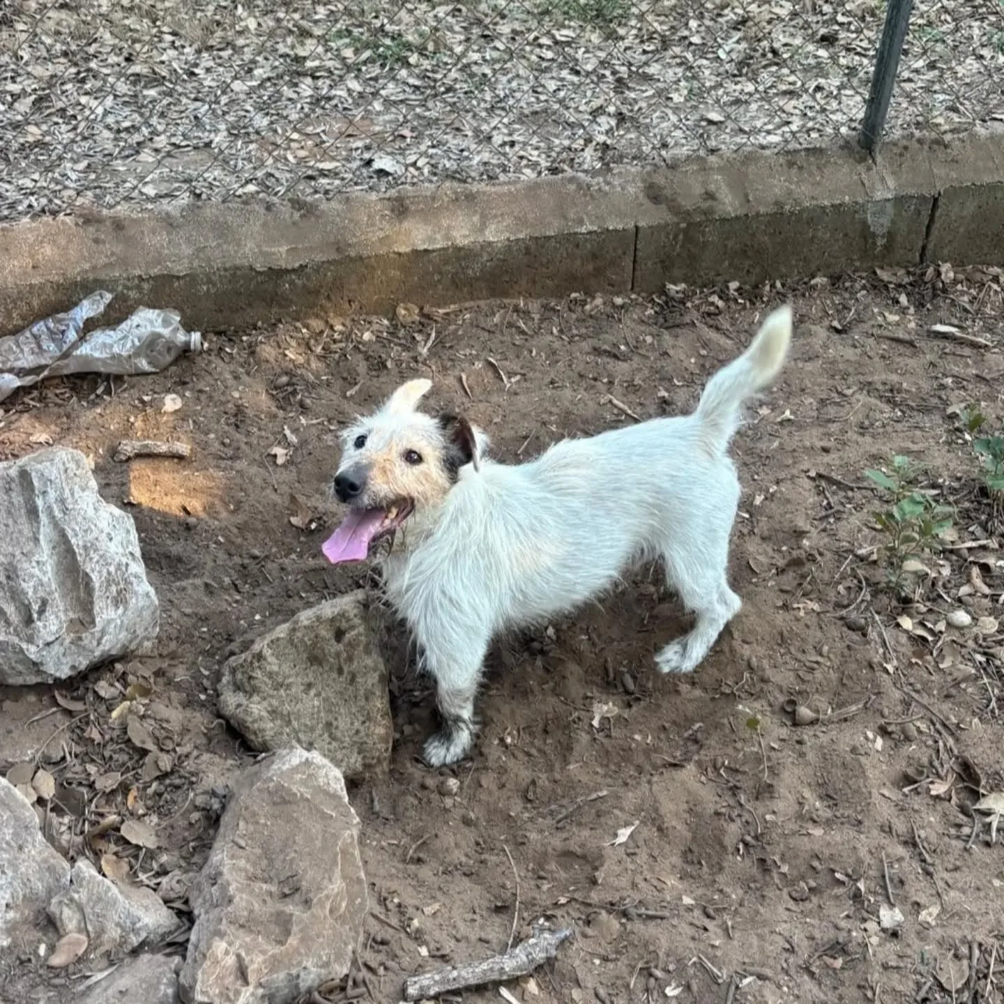 CIACK, cane jack russell in adozione a Latina - foto 2