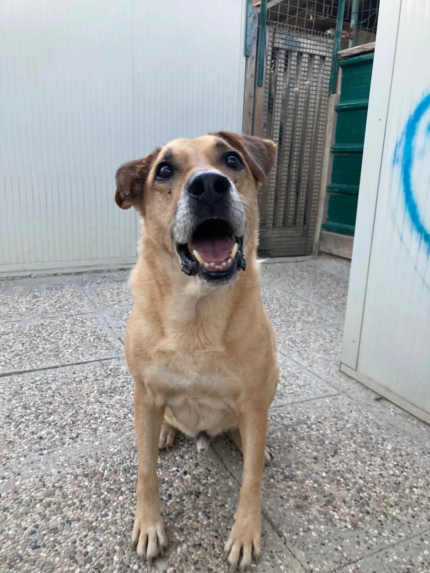 Jeck, cane Meticcio in adozione a Lecco - foto 4