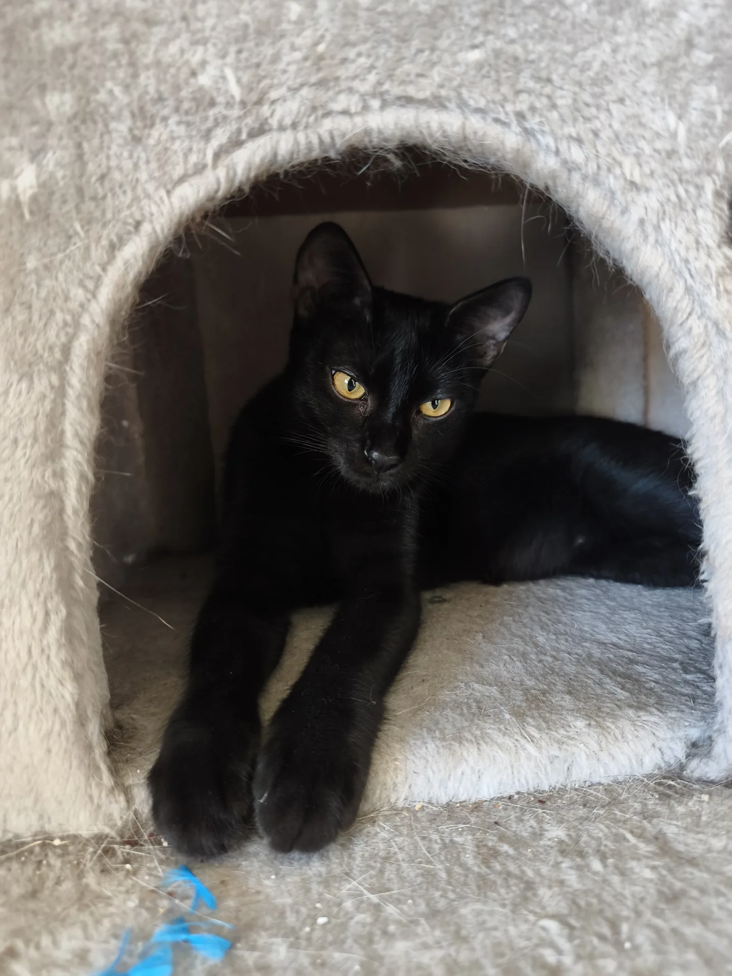 Mora, gatto Europeo in adozione a Latina - foto 5
