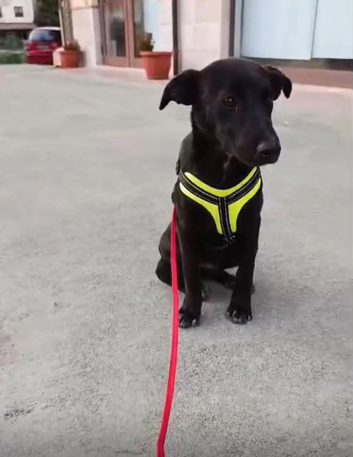 Bruna, cane Meticcio in adozione a Benevento - foto 2