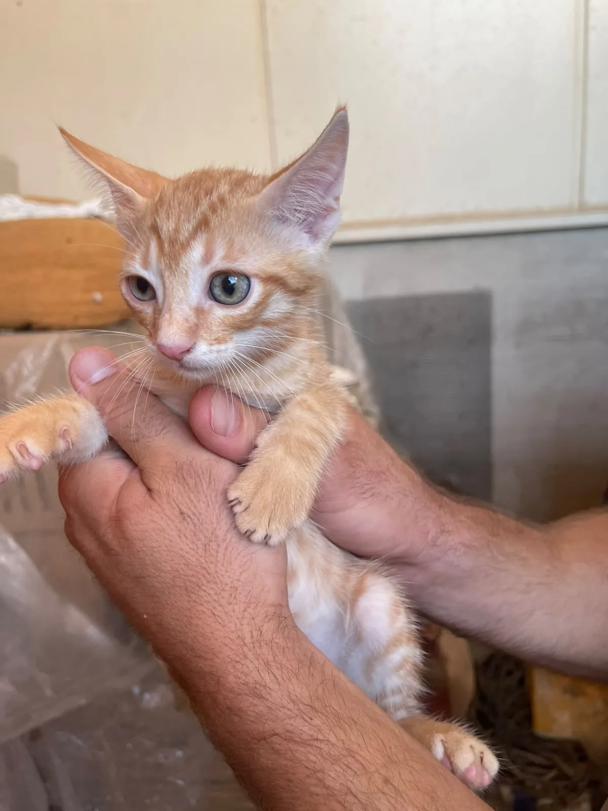 Rossetto, gatto Europeo in adozione a Trapani - foto 2