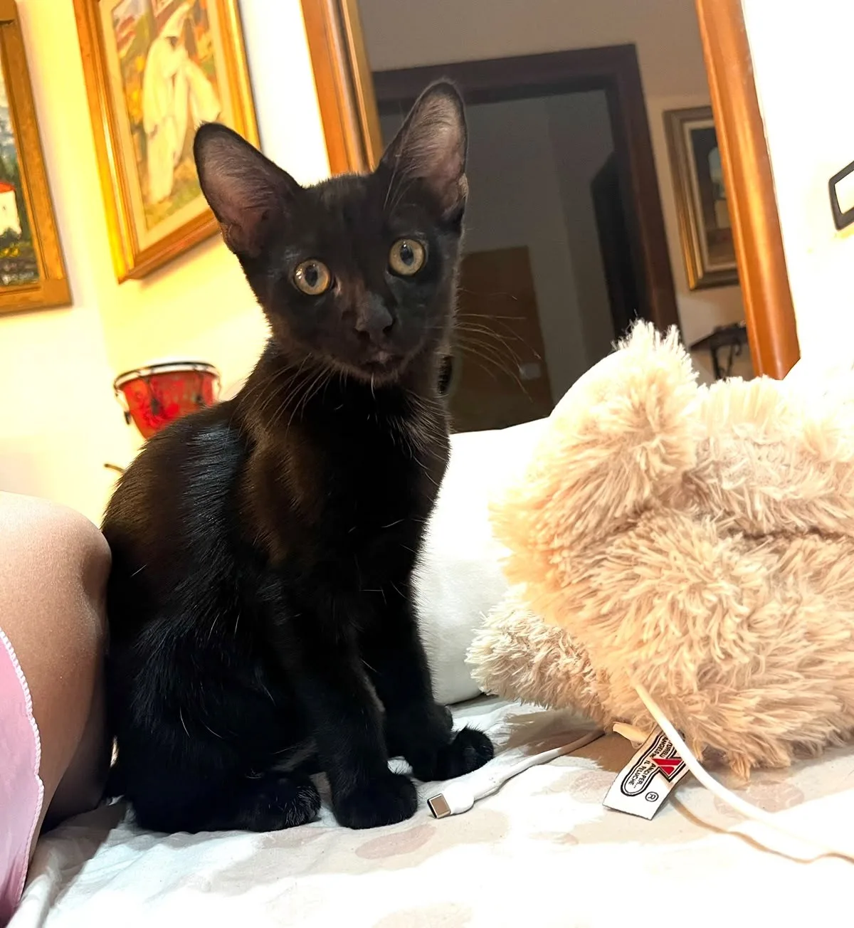 Salem, gatto Europeo in adozione a Crotone - foto 1