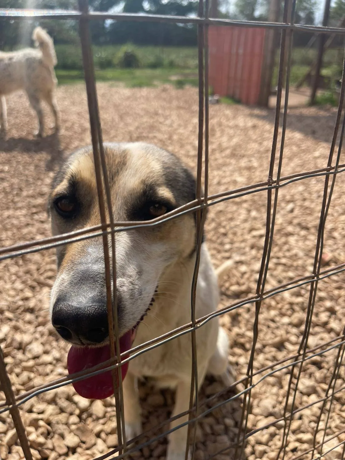 Rosemary, cane in adozione a Pavia - foto 4
