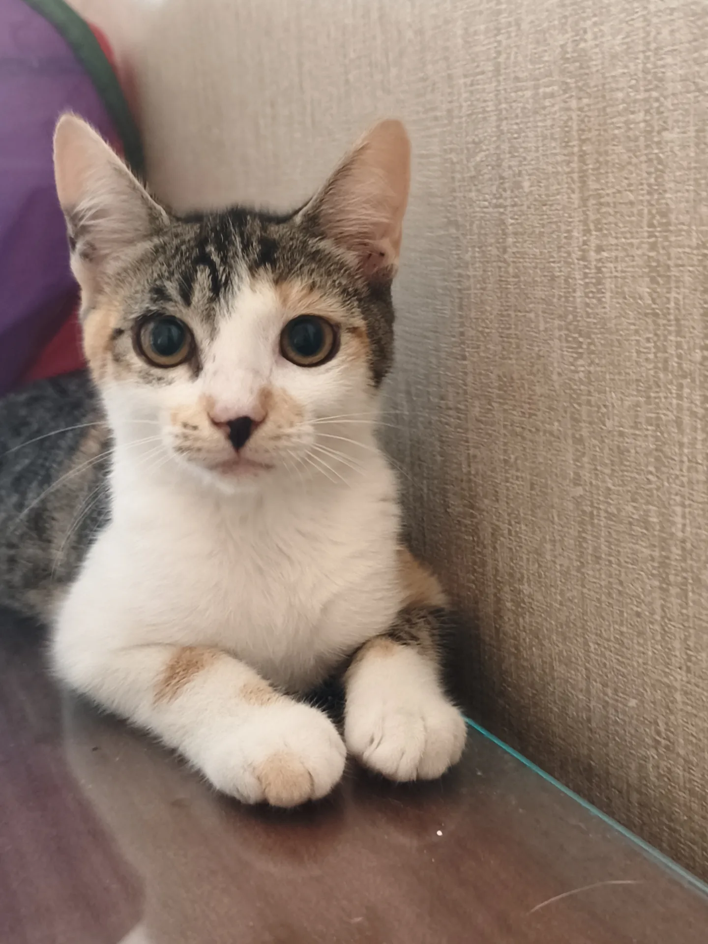Lisa, gatto Europeo in adozione a Latina - foto 2