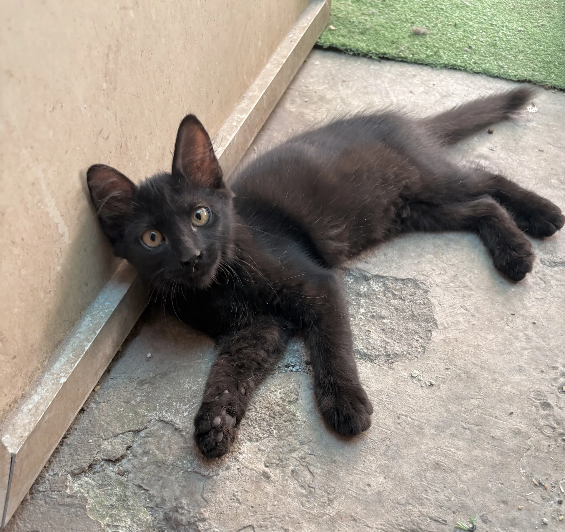 Janet, gatto Europeo in adozione a Palermo - foto 1
