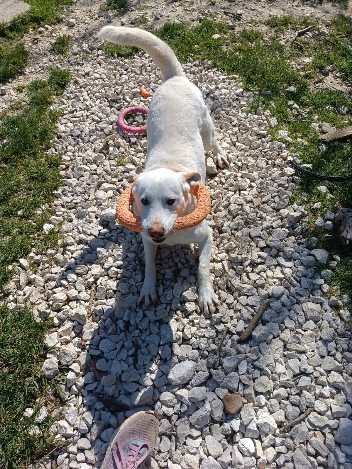 Casper, cane meticcio in adozione a Latina - foto 2