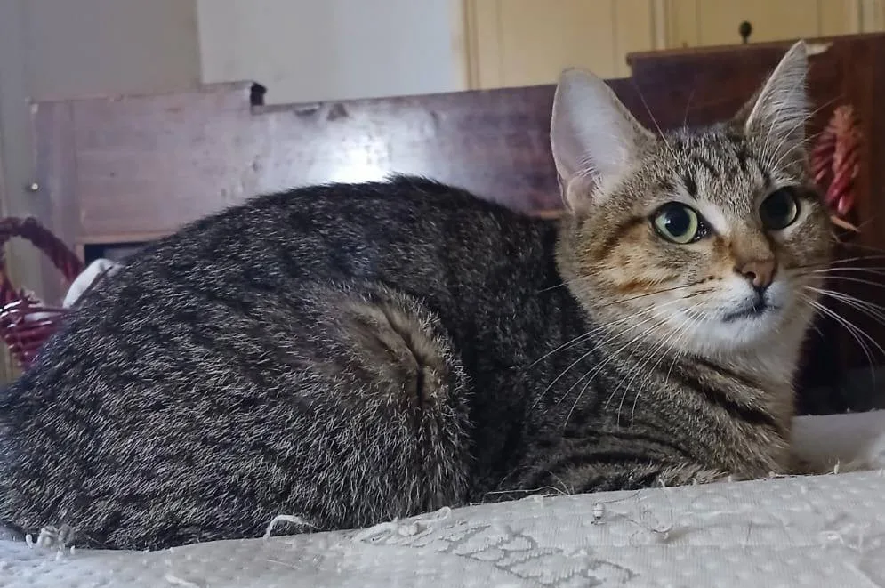 Brando, gatto in adozione a Latina - foto 2