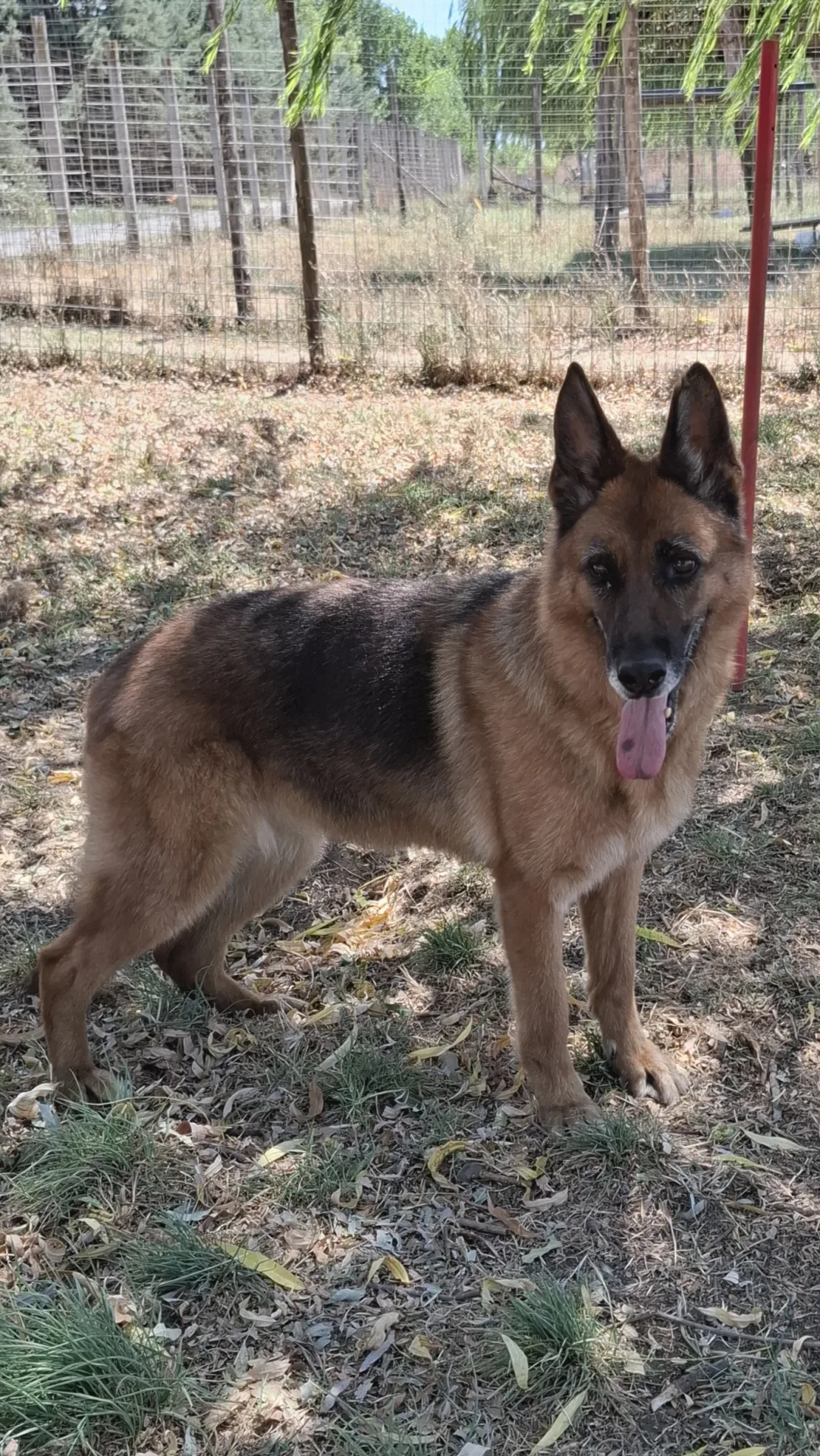 Nora, cane Pastore tedesco in adozione a Napoli - foto 5