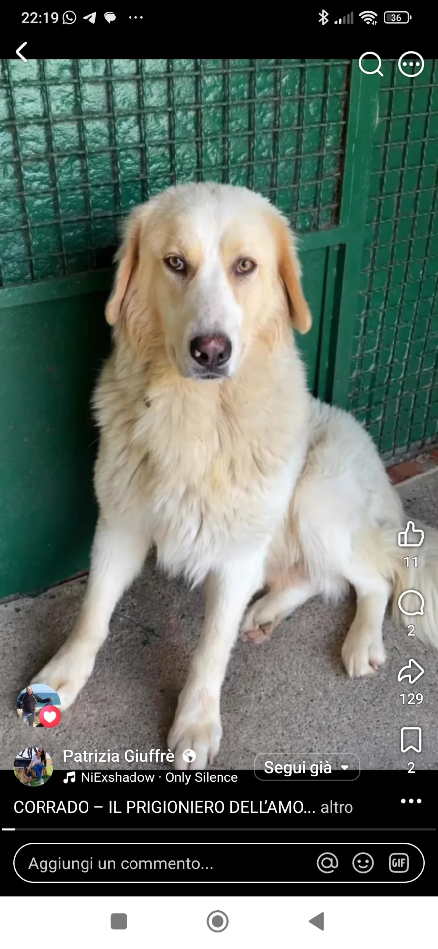 Corrado, cane Mix maremmano in adozione a Catanzaro - foto 2