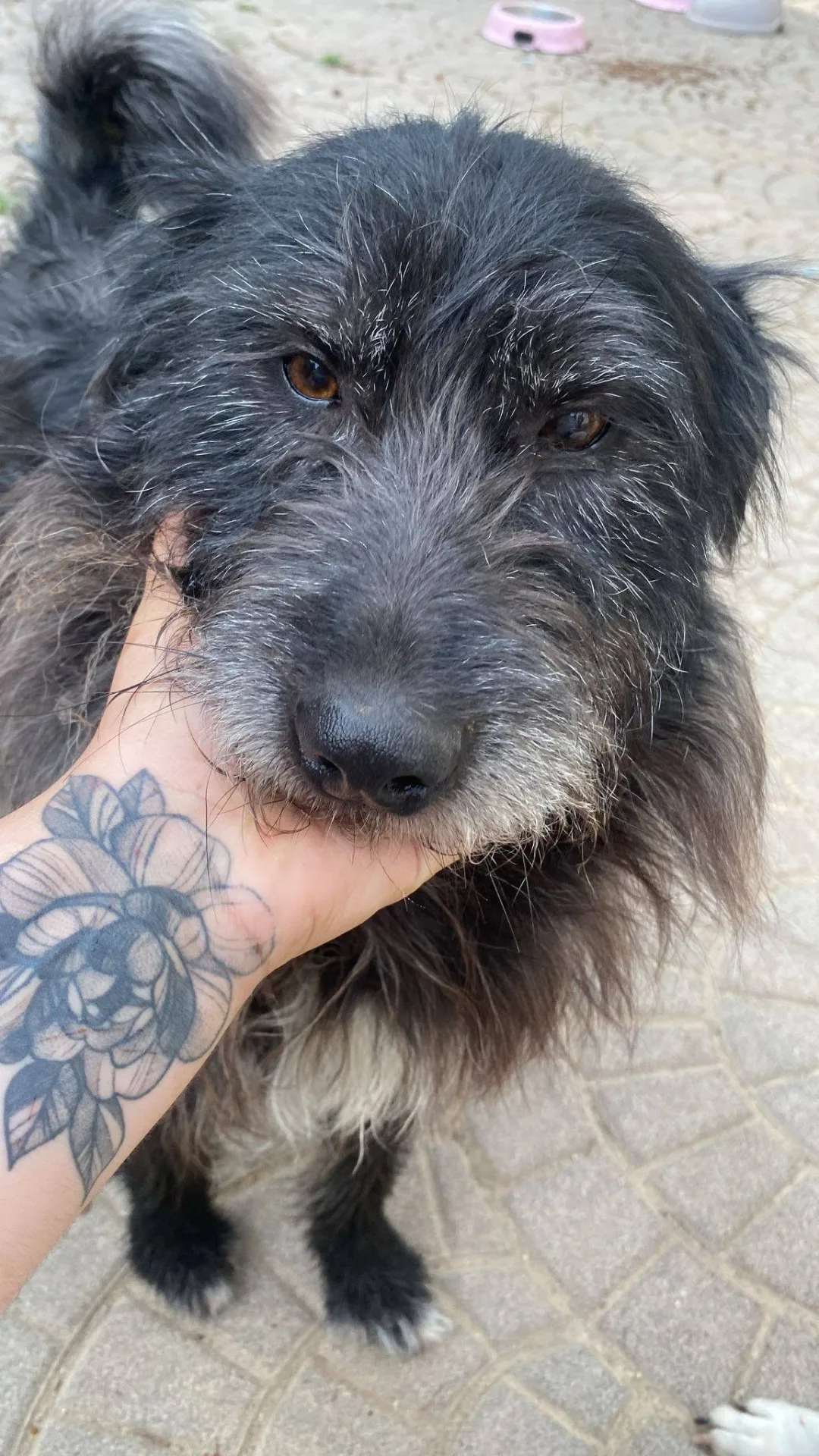 Barbetto, cane meticcio in adozione a Asti