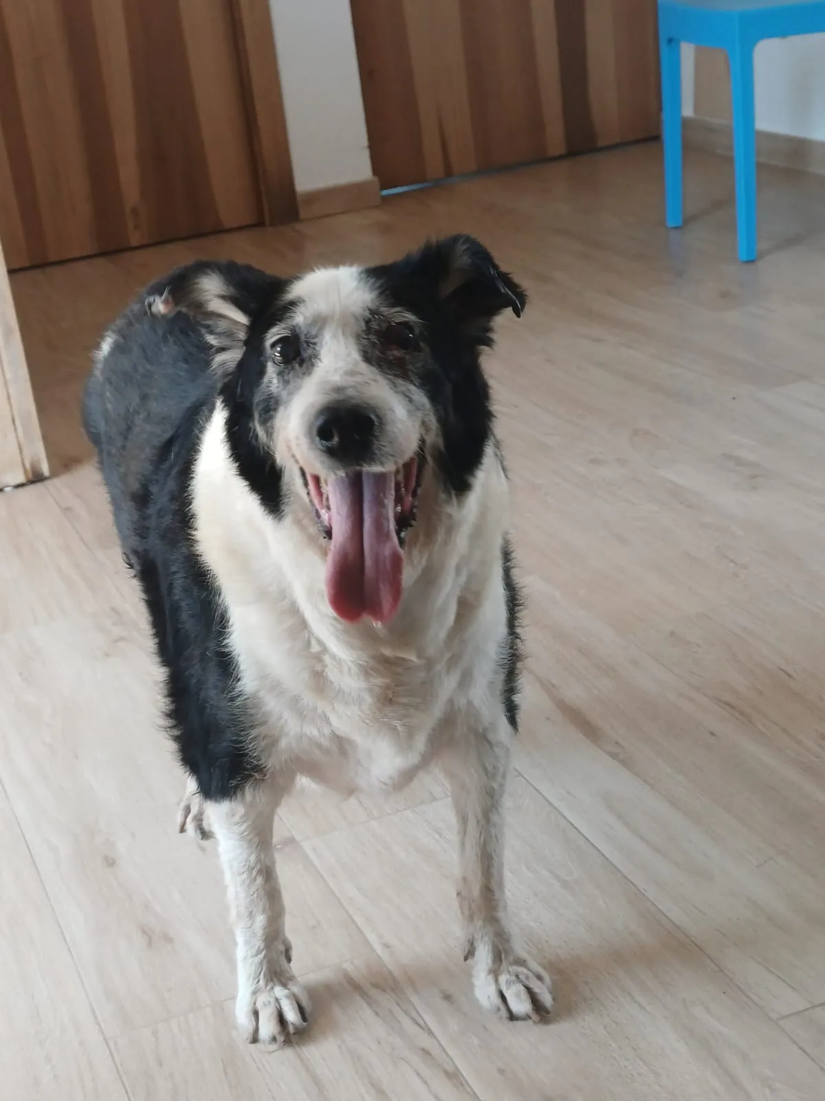 Nonno Jack, cane Meticcio in adozione a Mantova - foto 1