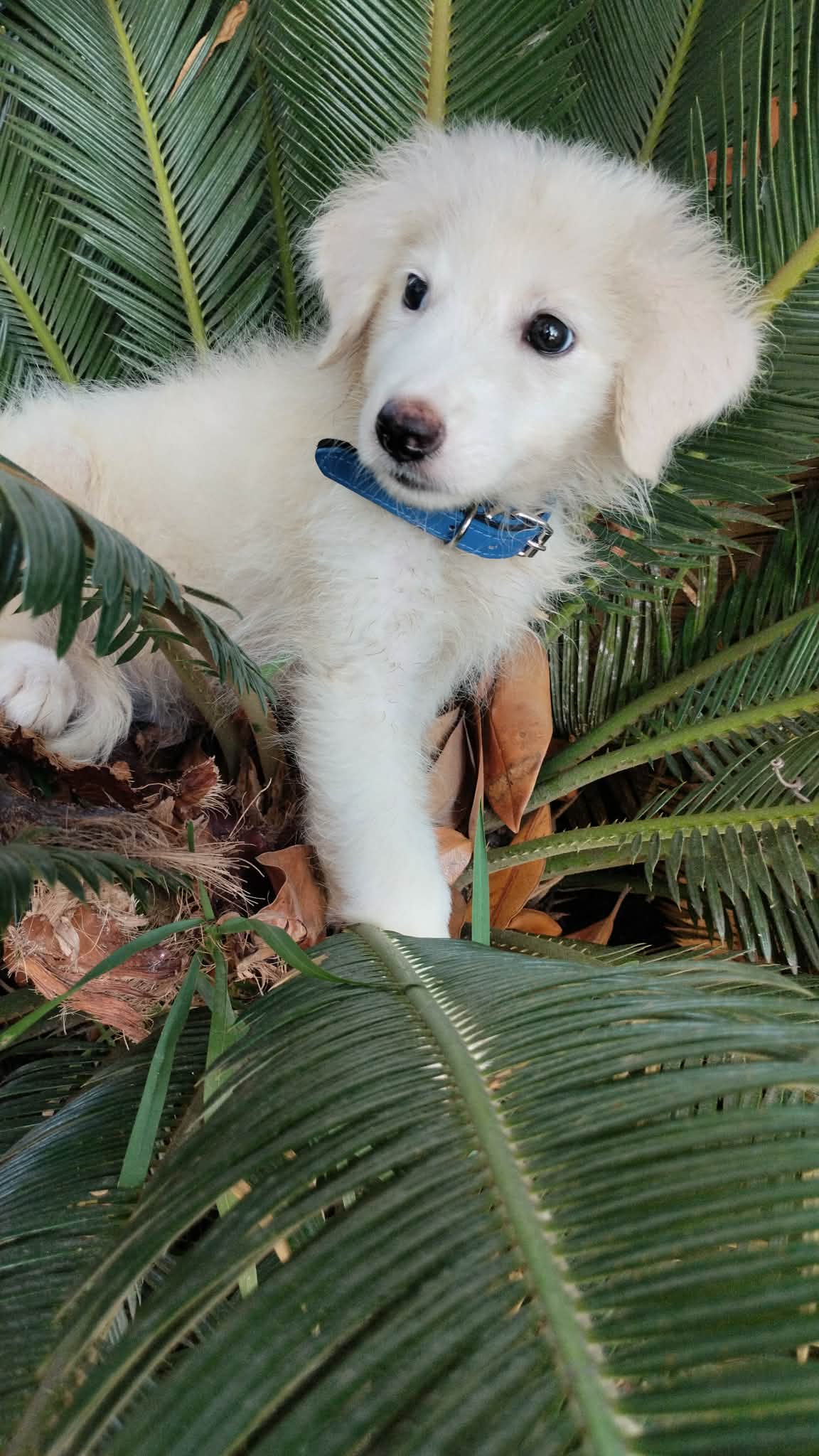 Foto 3 di Blanco, cane Meticcio in adozione