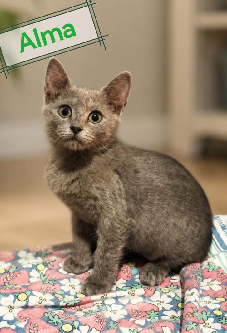 Foto 2 di Alma, gatto Simil Certosino in adozione