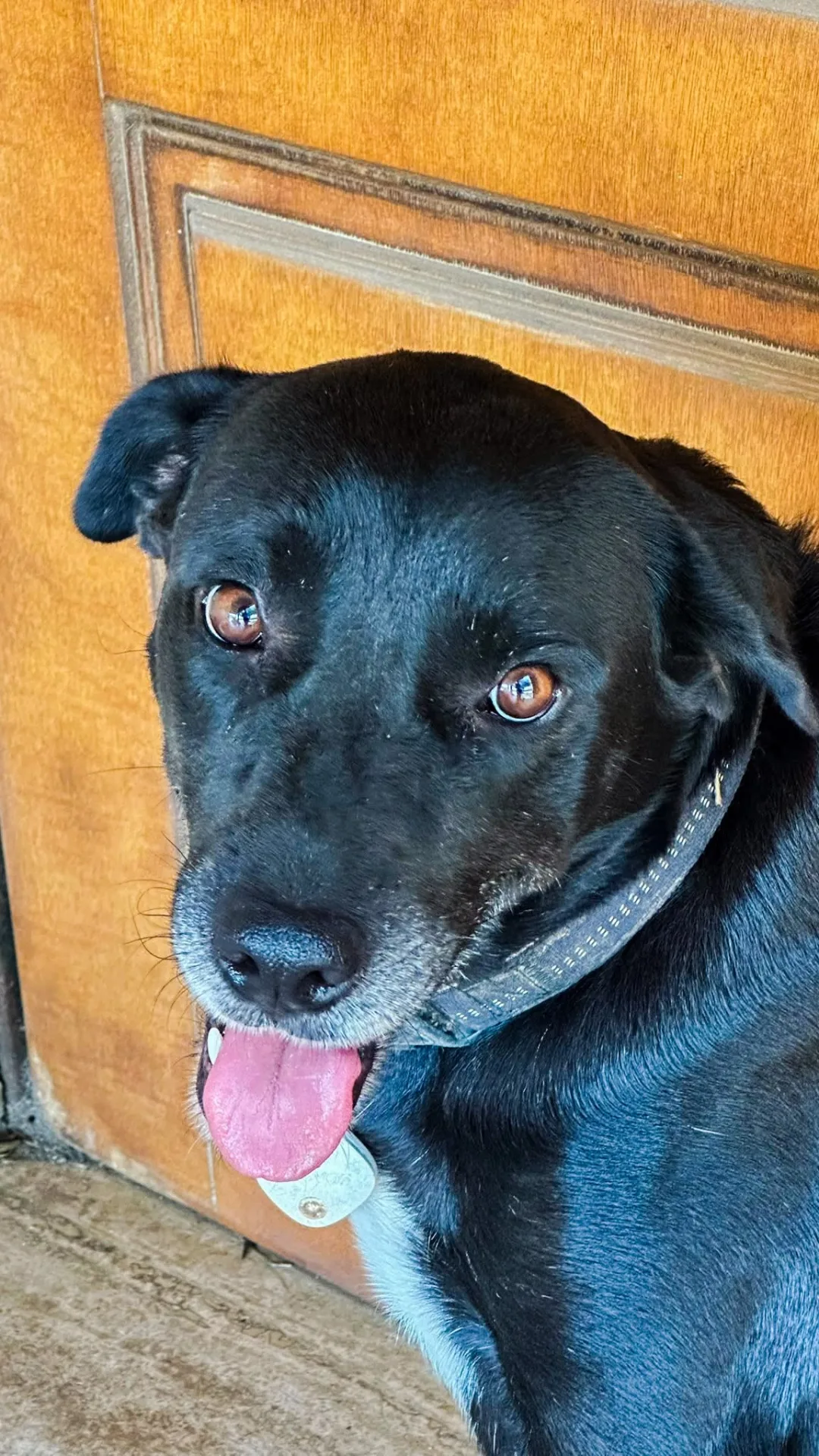 Bella, cane Meticcio in adozione a Crotone - foto 3