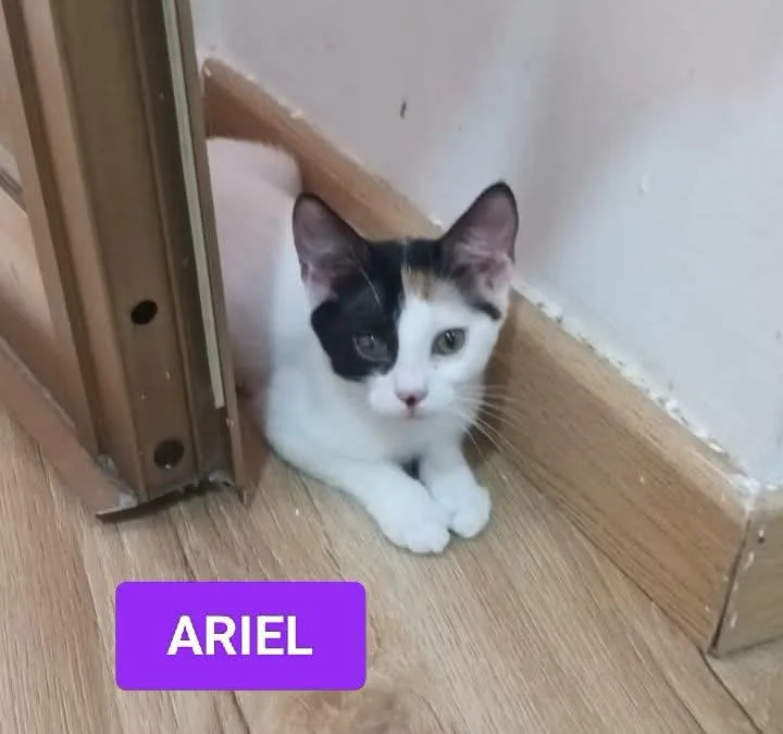 Ariel, gatto in adozione a Napoli - foto 1
