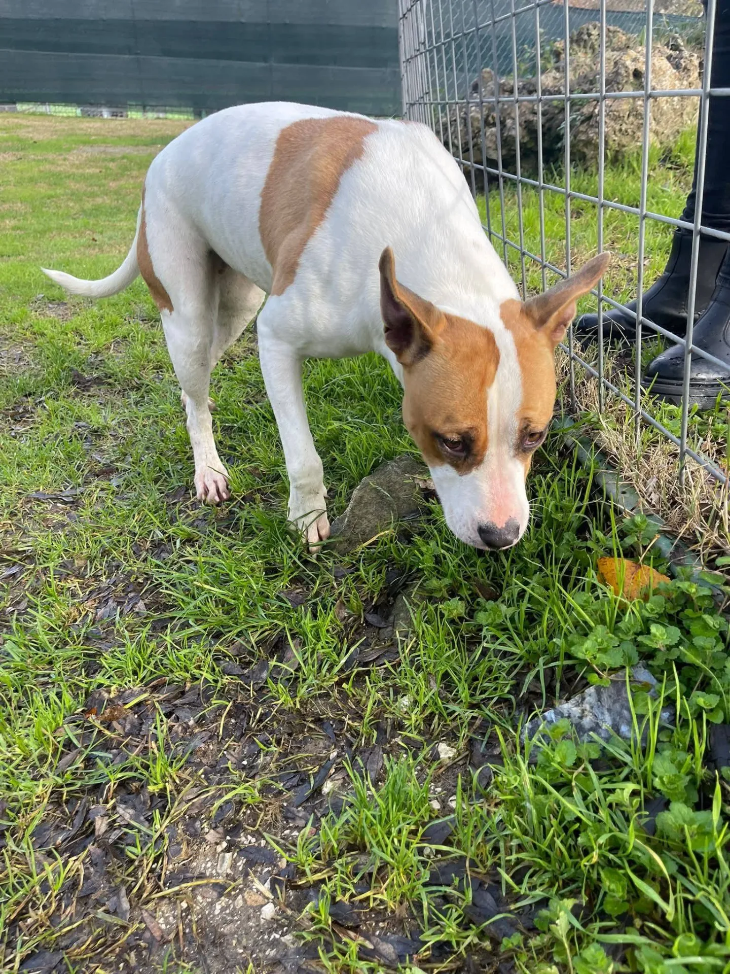 Cuore, cane meticcio in adozione a Latina - foto 3