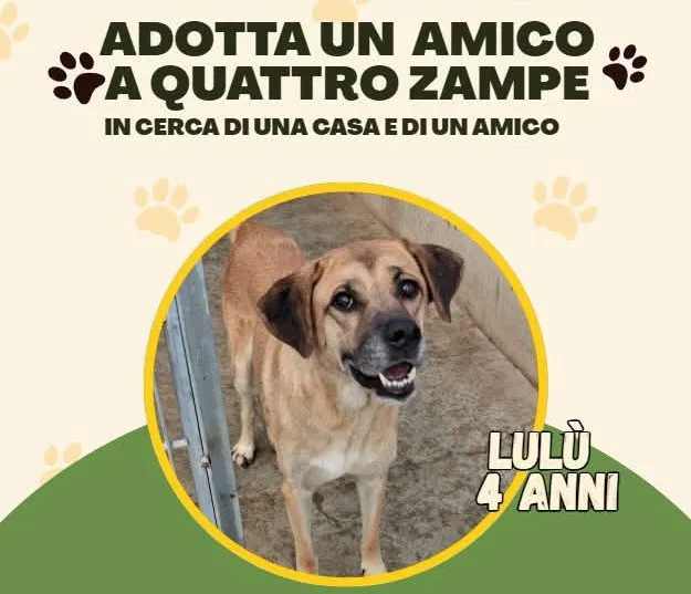 Lulù, cane Meticcio in adozione a Vibo Valentia - foto 1