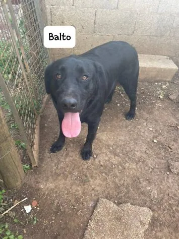 Balto, cane meticcio in adozione a Latina - foto 3