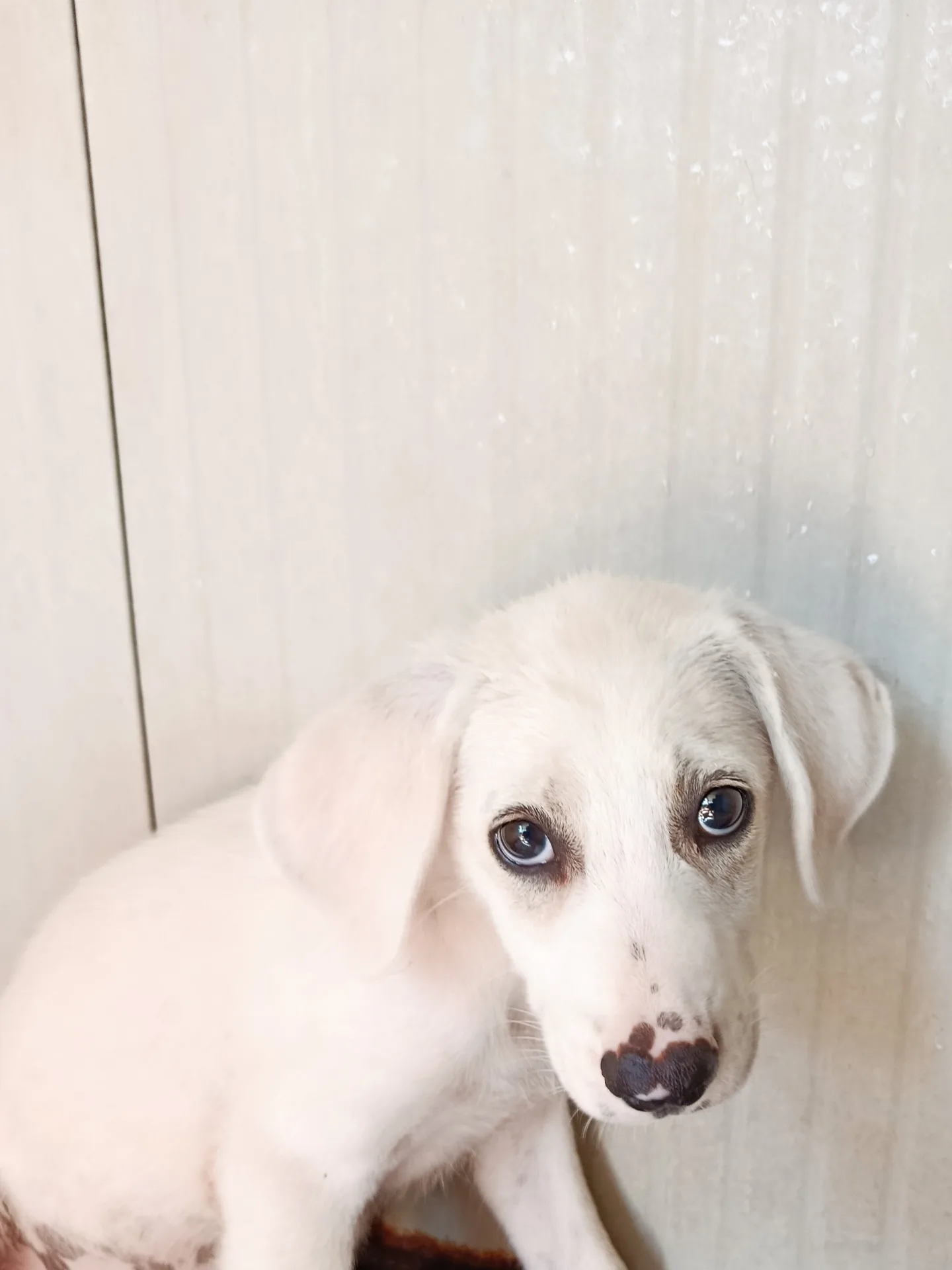 Nuvola, cane in adozione a Trapani - foto 3