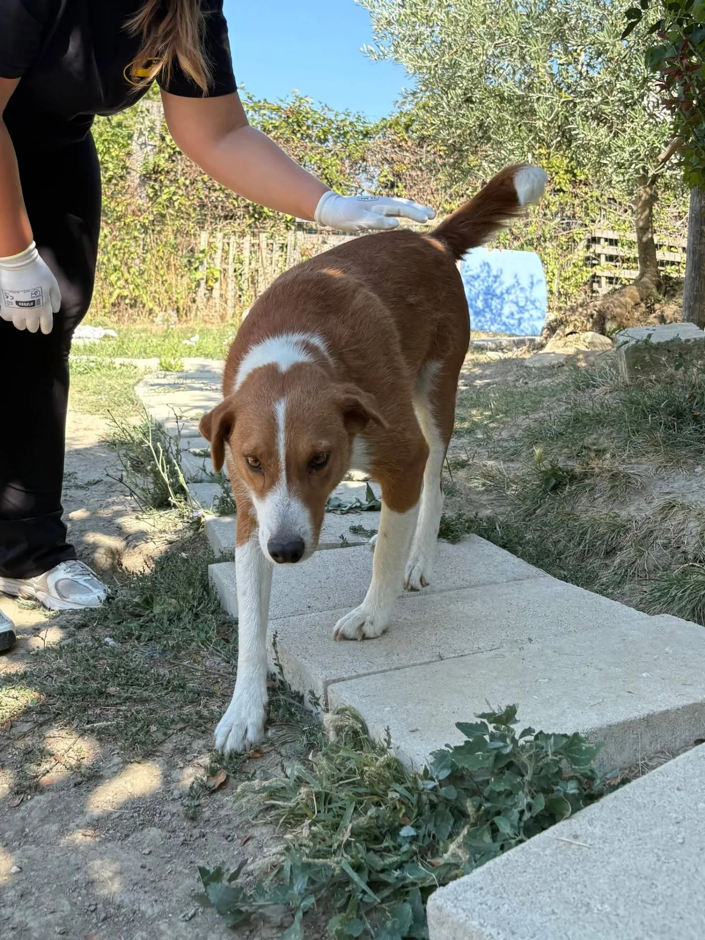 Sean, cane Mix Jack Russel in adozione a Milano - foto 5