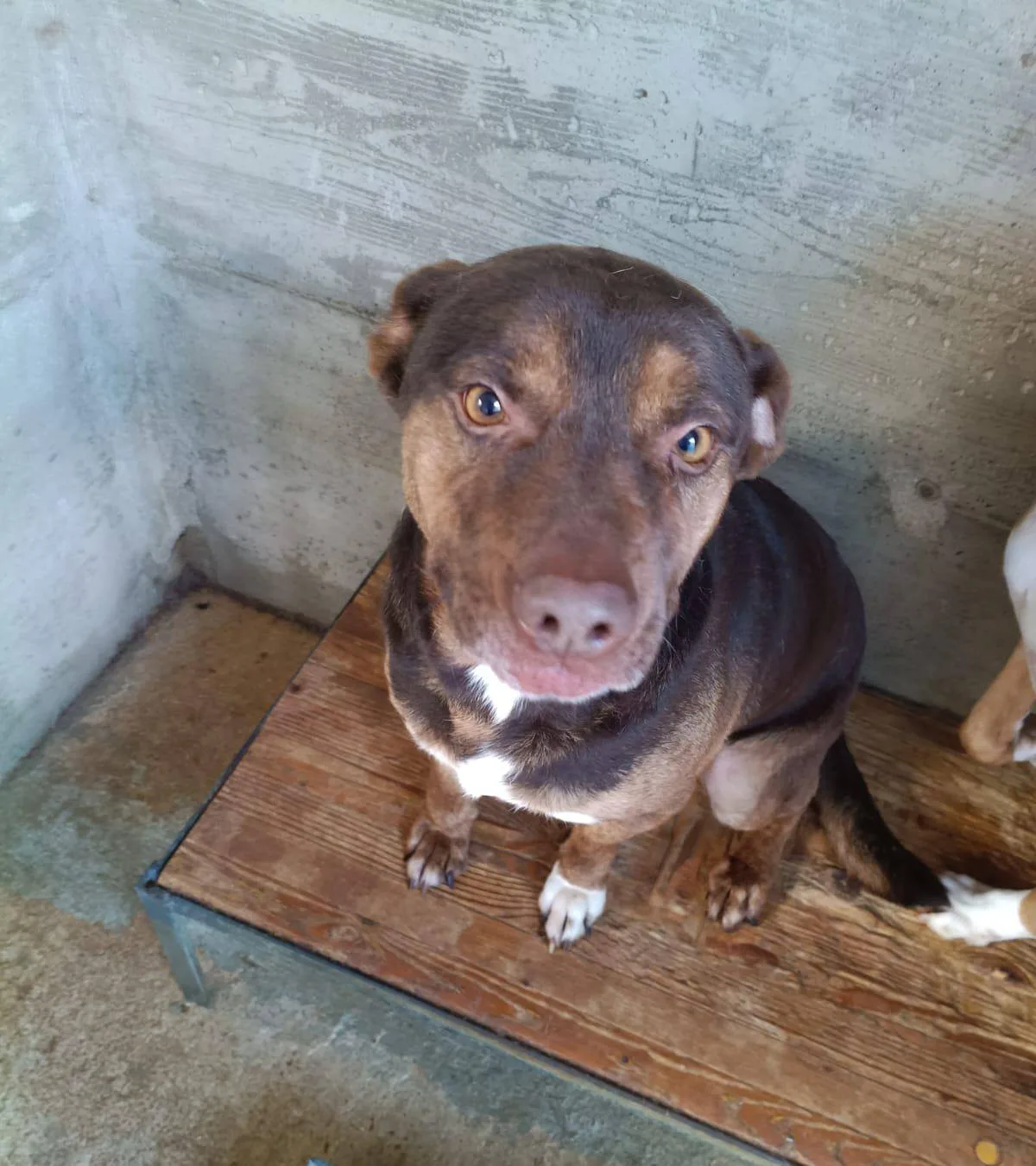 Odino, cane meticcio in adozione a Latina - foto 2