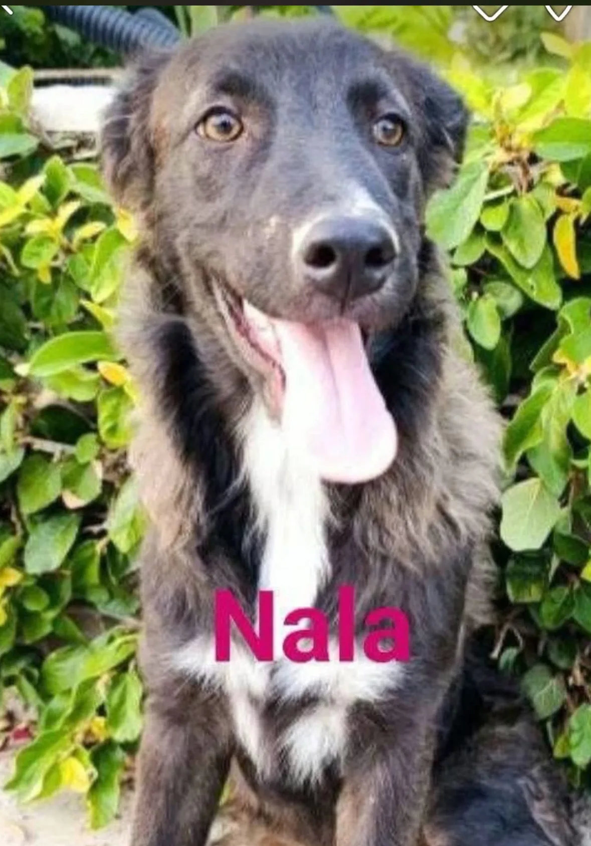 Nala, cane Meticcio in adozione a Benevento - foto 2