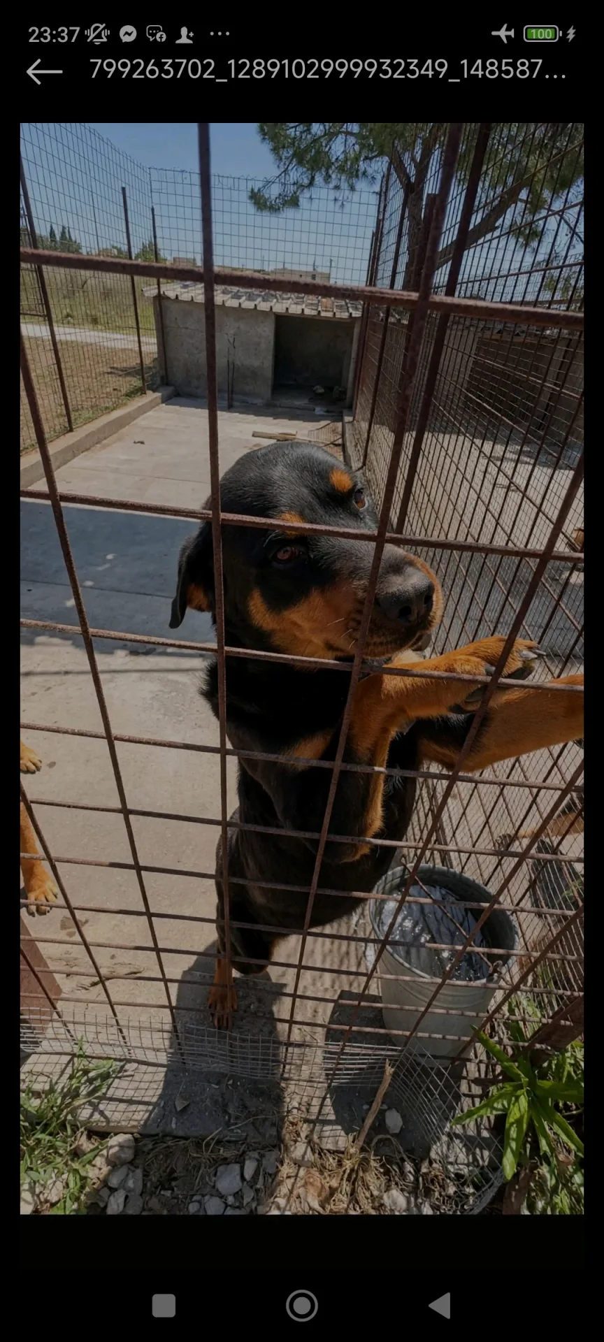 Roy, cane Meticcio in adozione a Siracusa - foto 3